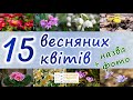 ТОП-15 КВІТИ ВЕСНИ | Підсніжник, шафран, проліски та інші весняні квіти