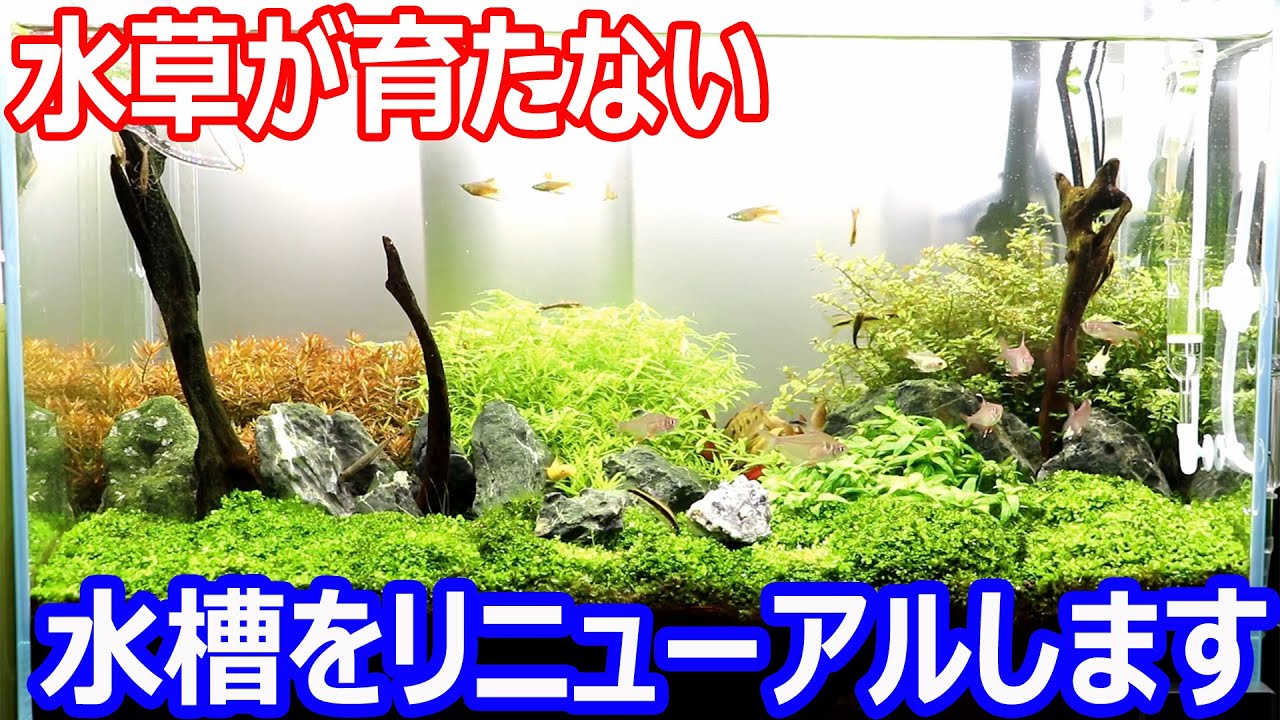 調子が悪い水槽をリニューアルします！ - YouTube
