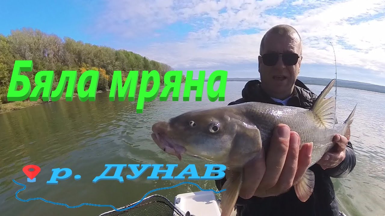 ДУНАВКИ МРЕНИ на фидер !  Feeder fishing on the Danube! Pescuit la feeder pe Dunăre!