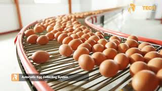 150,000 laying hens/chicken house | H-type layer cage equipment egg poultry farm - RETECH Farming