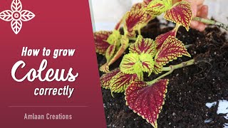 How to Grow Coleus Correctly | Start to Finish | Tips & Hacks | Gardening in February