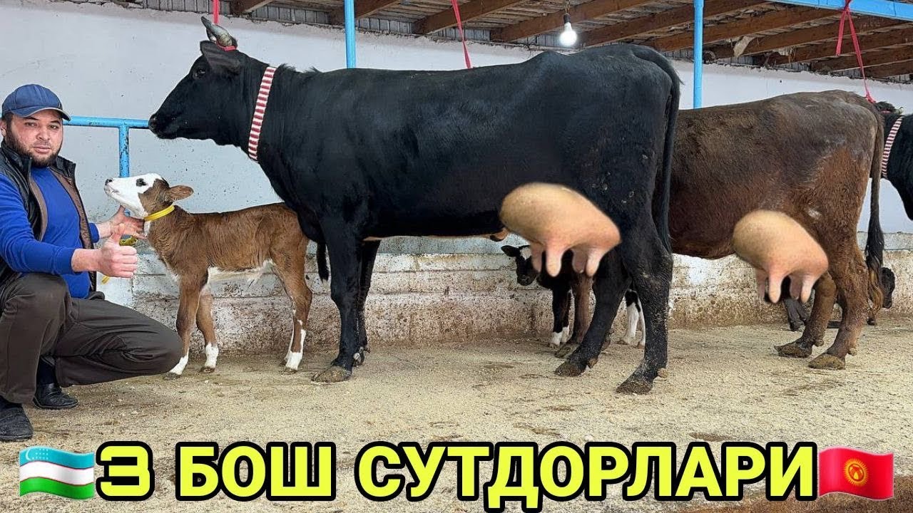 САРВАРБЕКДАН СУТГА ЧЕМПИОН ШВЕД РАССИЙИСКАЯ СИГИРЛАР СОТИЛАДИ SIGIRLAR SOTILADI NARXI 7 марта 2026 г