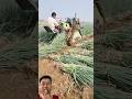 For large-scale scallion farming, this method utilizes harvesting equipment. It is highly efficient.