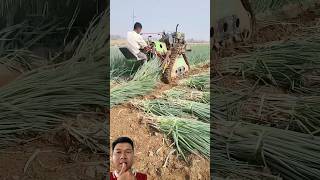 For large-scale scallion farming, this method utilizes harvesting equipment. It is highly efficient.