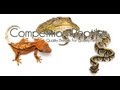 Competition Reptiles Talking Ball Pythons