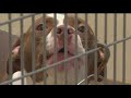 All dogs at risk of being euthanized in DeKalb, Fulton were adopted or fostered