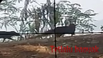 Berburu garangan pemakan ternak warga bantu pak tarmin