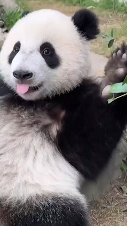 Hong Kong’s first giant panda twins turn one