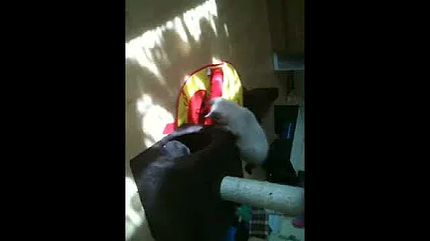 Watch the video about Oynx tabby point Ragdoll