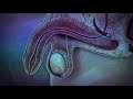 Sexual Dysfunction Rife Frequency Isochronic Binaural Beats Sound Healing Therapy Rife Treatment Sexual Dysfunction Rife Frequency Isochronic Binaural Beats Sound Healing Therapy Rife Treatment