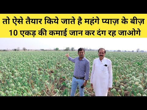 प्याज का बीज कैसे तैयार करे । प्याज के बीज की खेती पूरी जानकारी | Onion Seeds Farming in India