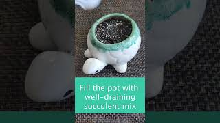 Planting Succulent Cuttings In A Turtle Planter