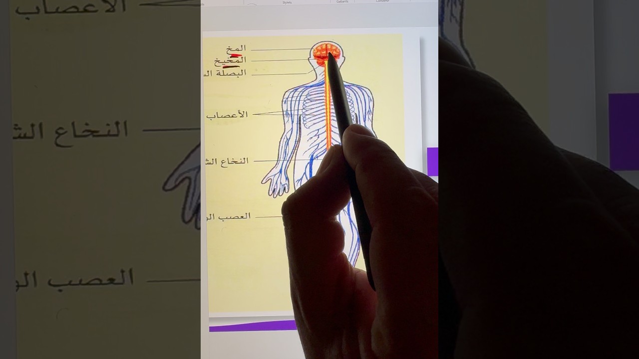 مكونات الجهاز العصبي للرابعه متوسطة