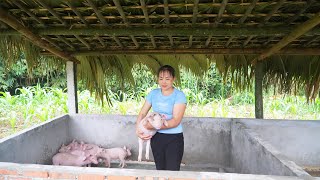 Complete building pigsty and buy piglets to raise Cook food for pigs from wild vegetables