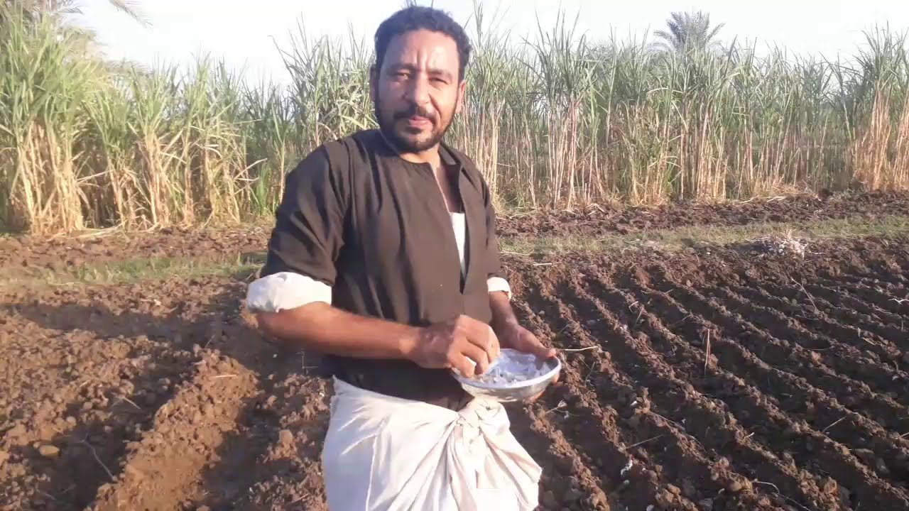 زراعه الثوم