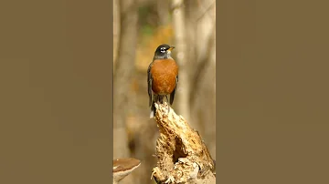 Fall’s Elegance: American Robin in Soft Light #RobinInLight #NatureGlow #BeautifulOversland