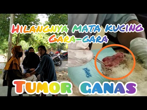 Video: Tumor Sel Mast Pada Kucing Dan Anjing - Merawat Tumor Sel Mast Pada Haiwan Peliharaan