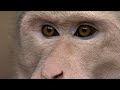 30 Minutes of Primates being Primates