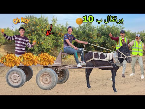 لما اخوك الصغير يسرق مزرعة البرتقال بتاعت الجيران بالعربية الكاروو علاء حسين