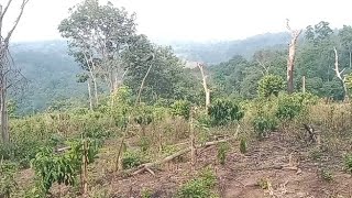 Suara call (panggilan) pikat kutilang. semua kutilang liar langsung mendekat