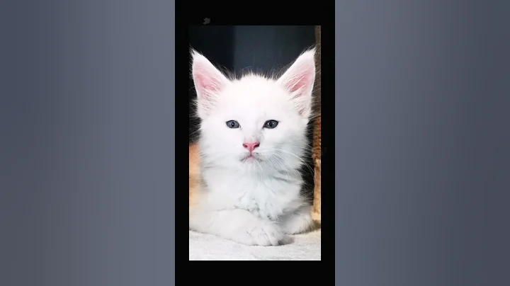 Video 9808751: maine coon kitten born, silver maine coon kitten, cream maine coon