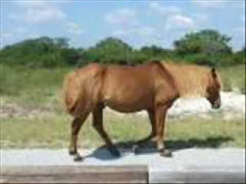 pictures of real cute ponies and horses aaarrrr youtube