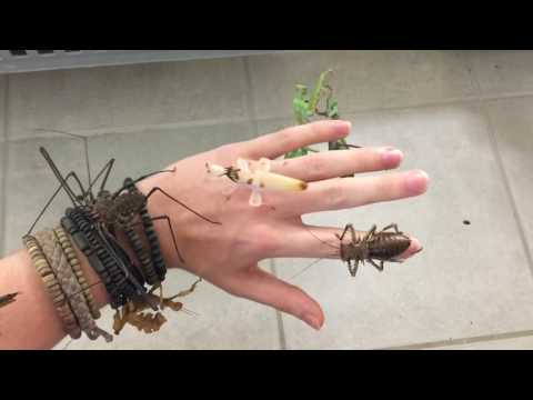 INSECTS ON MY HAND !