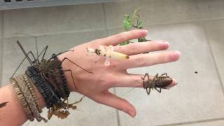 INSECTS ON MY HAND !