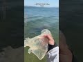 巨型水母真的超级多 碎嘴子 户外野采 赤月水母 海蜇 赶海 巨型水母真的超级多 碎嘴子 户外野采 赤月水母 海蜇 赶海