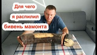 Бивень мамонта. Скупка бивней мамонта. Оценка бивня мамонта.