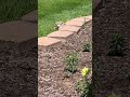 Gizmo outside adventure pt1