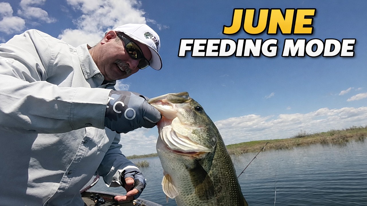June Bass Are Feeding — Use These Lures | Bass Fishing