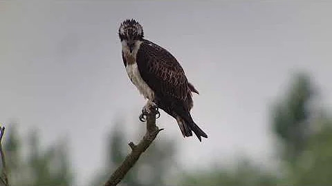 Visarend (Pandion haliaetus) Osprey - Broekpolder  Vlaardingen  Zuid Holland 2021