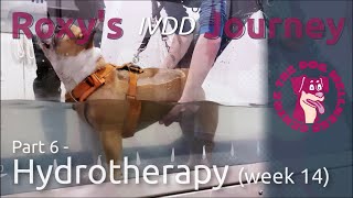 Roxy's IVDD Journey: Part 6  Hydrotherapy (week 14)