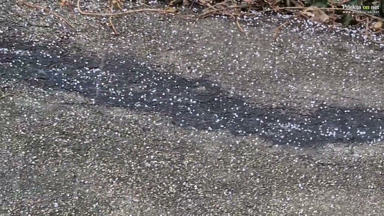 Babje pšeno v Prlekiji