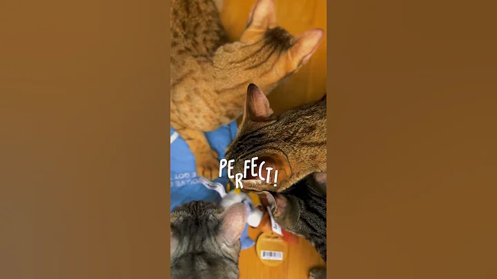 Watch the video about Savannah cats playing 😻