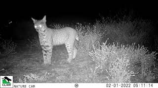 LA's Night Shift - Keep LA Wild! by Citizens for Los Angeles Wildlife 307 views 2 years ago 1 minute