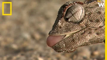 Quel est le plus gros caméléon ?