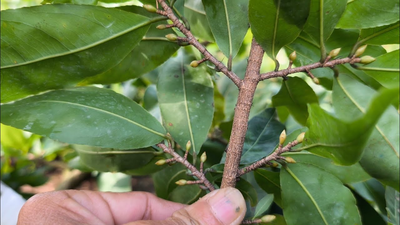 Cách bón phân thứ 2 này! giúp nụ gìa rám cũng rất hiệu quả từ giờ đến ngày lặt lá mai.