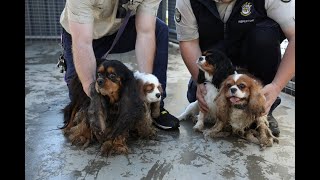 RSPCA seizes severely matted and neglected cavaliers