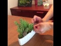 多肉植物のアレンジと作り方　～フェイクグリーンのある癒しの生活