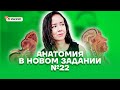 Анатомия в новом задании №22 | Биология ЕГЭ 2022 | Умскул