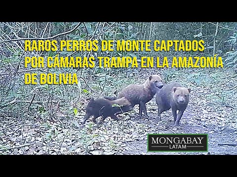 Raros perros de monte captados por cámaras trampa en la Amazonía de Bolivia
