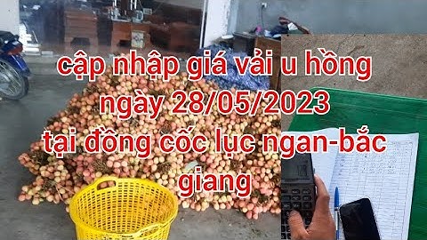 cập nhập giá vải u hồng tại đồng cốc lục ngạn bắc giang