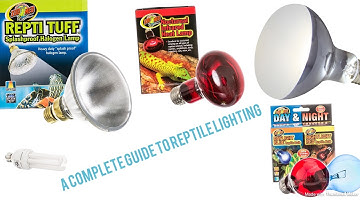 A Complete Guide to Reptile Lighting!