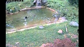 Holly plays with ducky in the pond 8/23/14