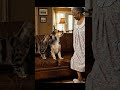 Funny dog cat scene 🤣😂#funny #cuteanimals #subscribe #