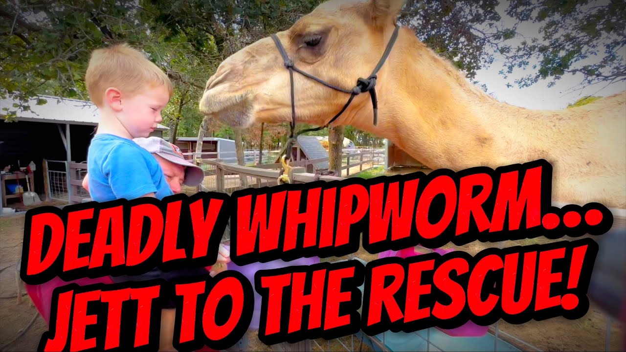 Deadly Camel Parasites!