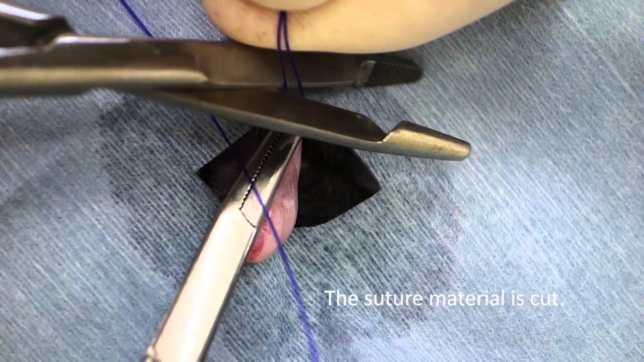 Closed Cat Castration YouTube