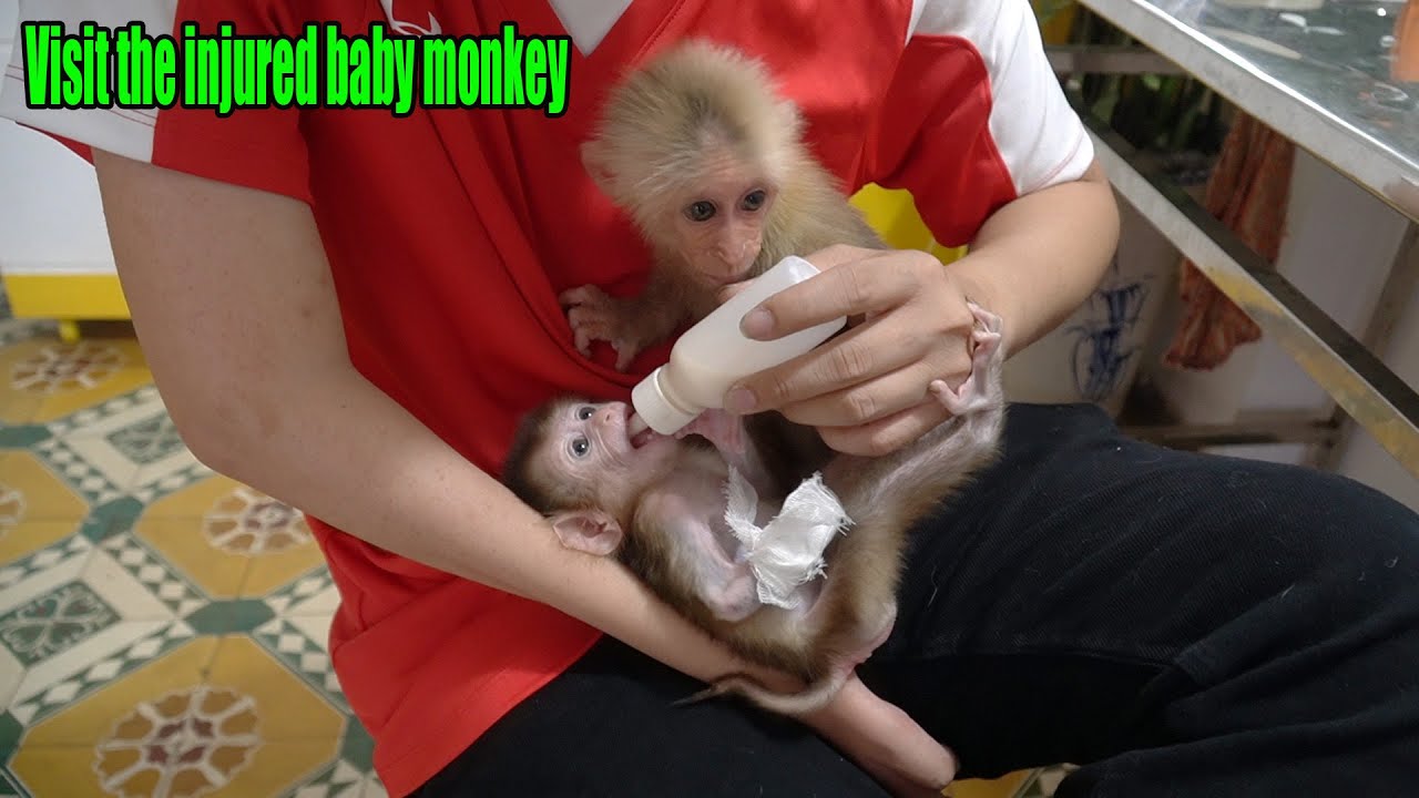 Dad and Princess Rosi went to the veterinary hospital to visit the injured baby monkey